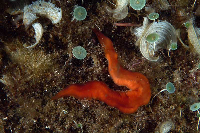 Nipponnemertes pulchra